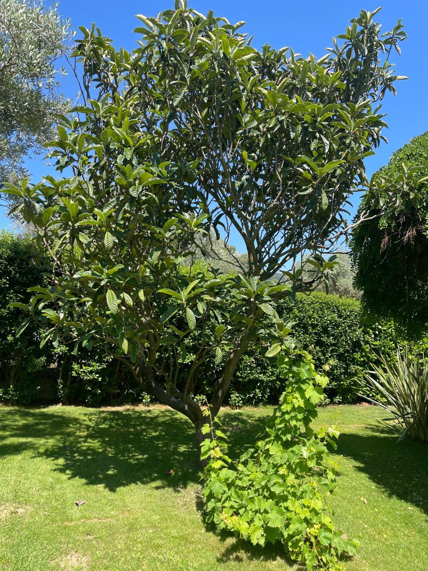 Le Clos Serein Le Beausset Esterno foto